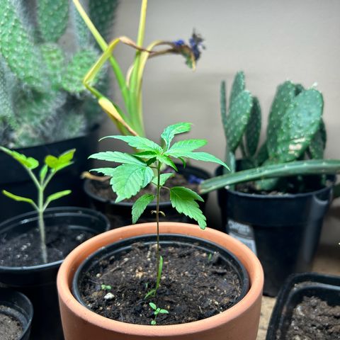 Mango Madness growlog photo: Day 47