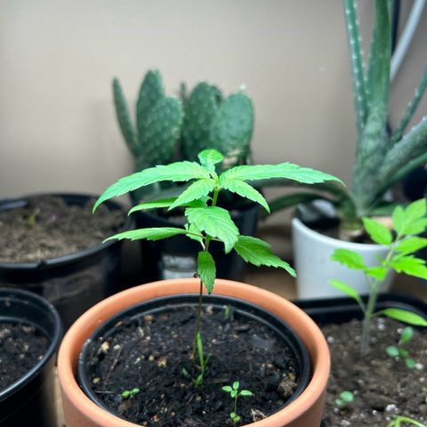 Mango Madness growlog photo: Day 51