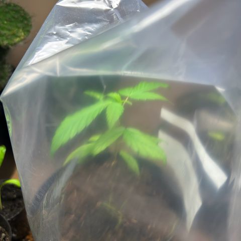 Mango Madness growlog photo: Day 54