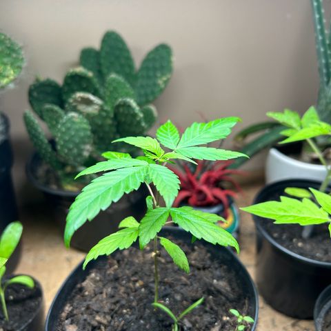 Mango Madness growlog photo: Day 58