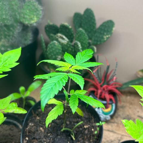 Mango Madness growlog photo: Day 62