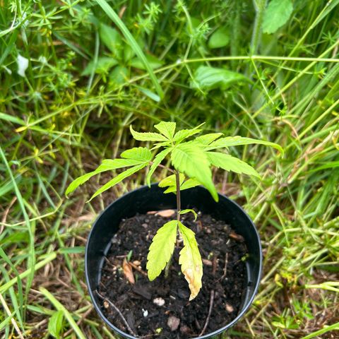 Mango Madness growlog photo: Day 74