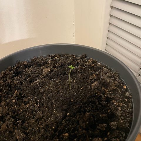 Auto White Widow growlog timeline photo