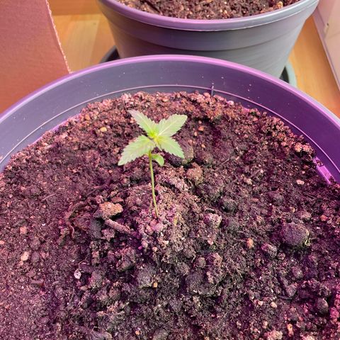 Green Gelato Automatic growlog timeline photo