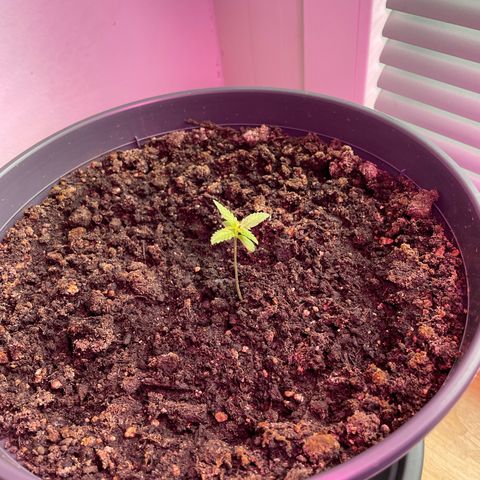 Auto White Widow growlog timeline photo