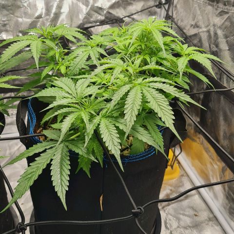 Big Bud Auto 1 growlog photo: Very hot day, outside 34