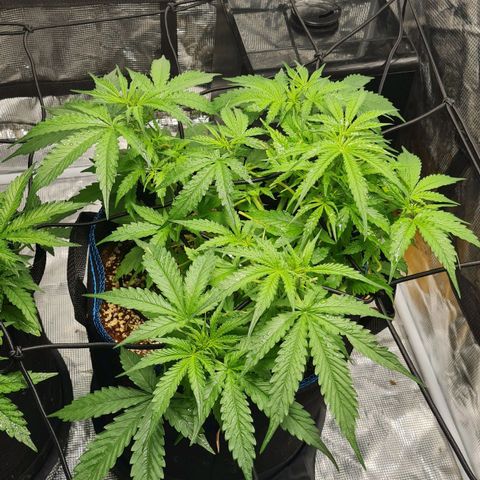 Big Bud Auto 1 growlog photo: Very hot day, outside 34