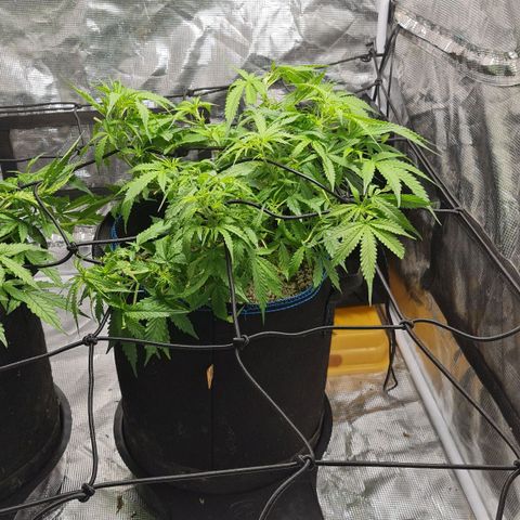 Big Bud Auto 1 growlog photo: Hot hot hot