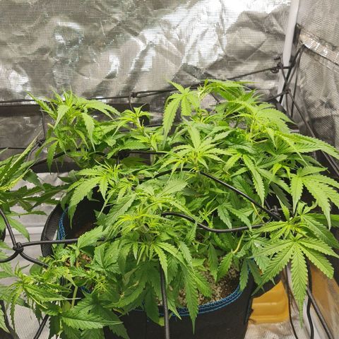 Big Bud Auto 1 growlog photo: Hot hot hot