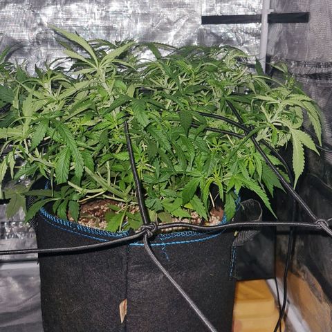 Big Bud Auto 1 growlog photo: Defoliated