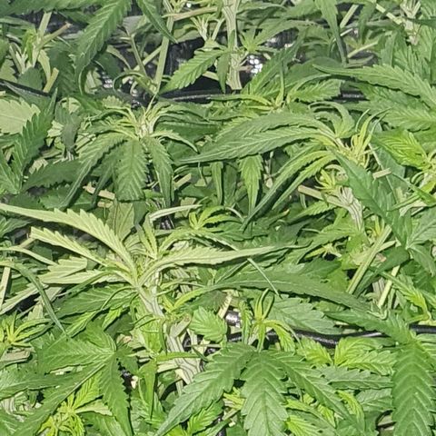 Big Bud Auto 1 growlog photo: Defoliated