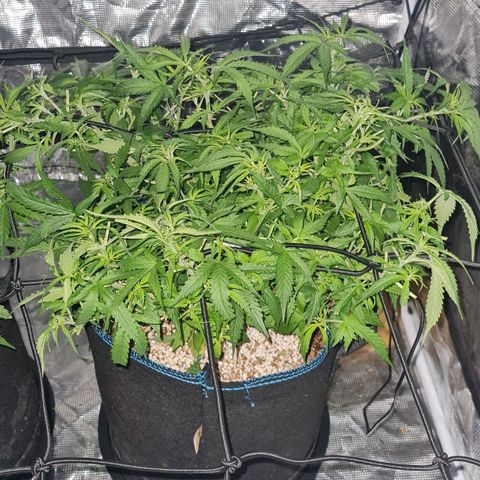 Big Bud Auto 1 growlog photo: Defoliated