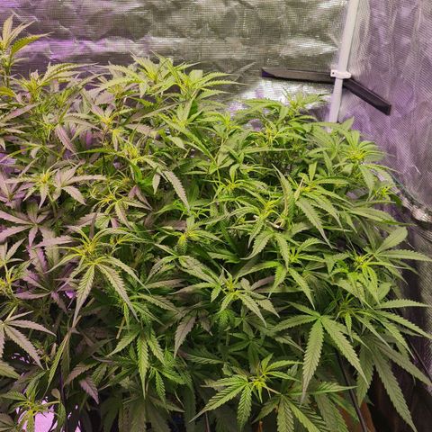 Big Bud Auto 1 growlog photo: 36 outside temps