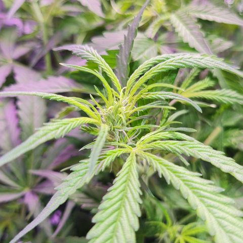 Big Bud Auto 1 growlog photo: 36 outside temps