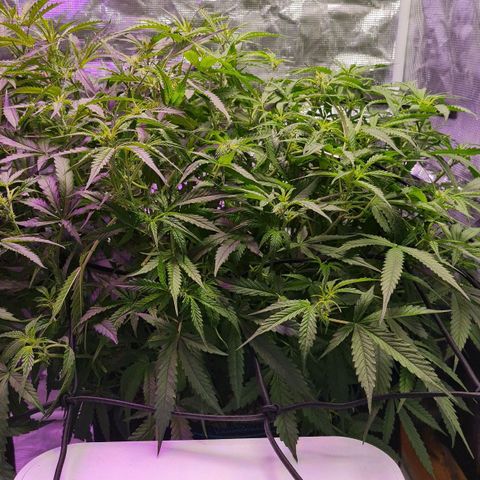 Big Bud Auto 1 growlog photo: 36 outside temps