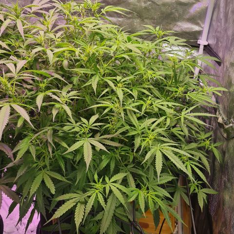 Big Bud Auto 1 growlog photo: Pre-flower still stretching. Fucking loadshedding stage 4