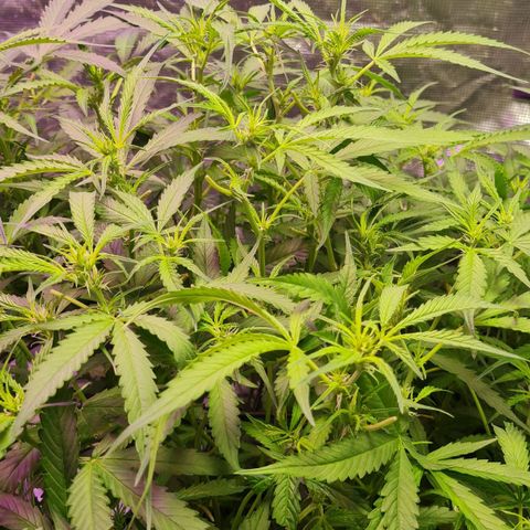 Big Bud Auto 1 growlog photo: Pre-flower still stretching. Fucking loadshedding stage 4