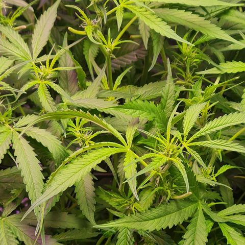 Big Bud Auto 1 growlog photo: Pre-flower still stretching. Fucking loadshedding stage 4