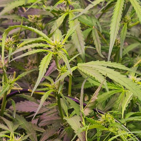 Big Bud Auto 1 growlog photo: Cleaned up so leaves