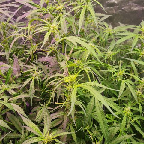 Big Bud Auto 1 growlog photo: Cleaned up so leaves