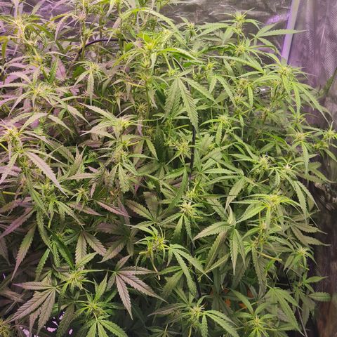 Big Bud Auto 1 growlog photo: Cleaned up so leaves