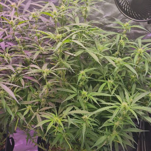 Big Bud Auto 1 growlog timeline photo
