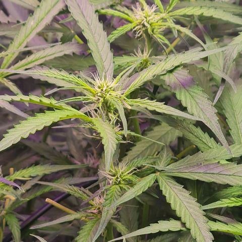 Big Bud Auto 1 growlog timeline photo