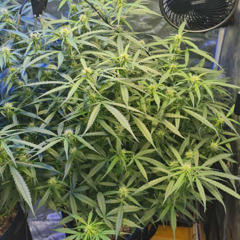 Big Bud Auto 1 growlog timeline photo