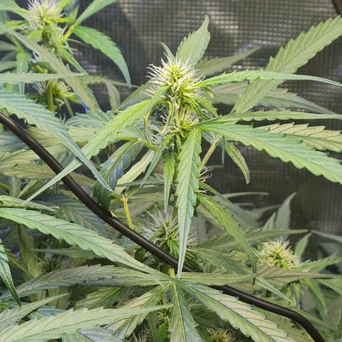 Big Bud Auto 1 growlog timeline photo