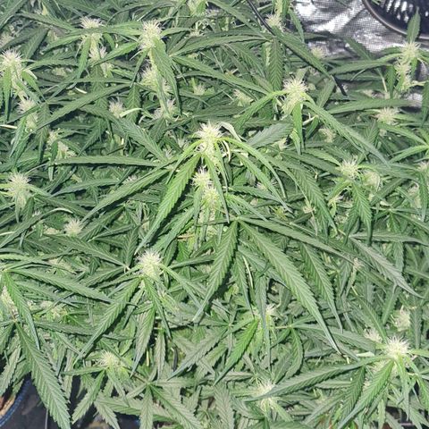 Big Bud Auto 1 growlog timeline photo