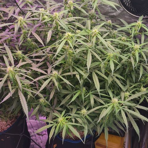 Big Bud Auto 1 growlog timeline photo