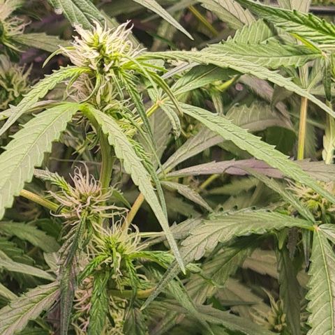 Big Bud Auto 1 growlog timeline photo