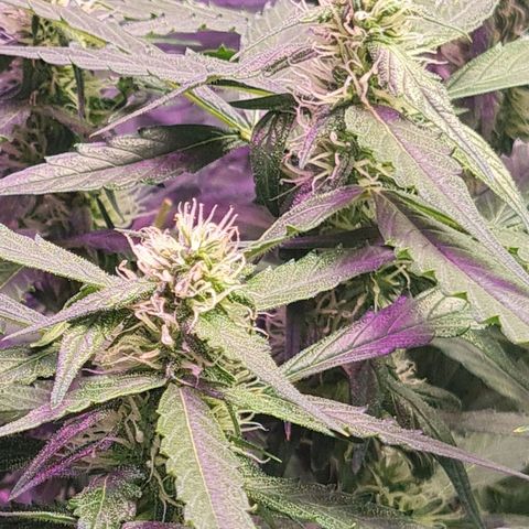 Big Bud Auto 1 growlog timeline photo