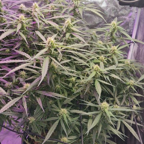Big Bud Auto 1 growlog timeline photo