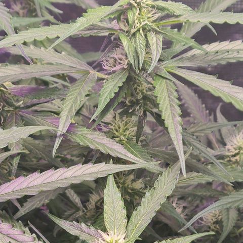 Big Bud Auto 1 growlog timeline photo
