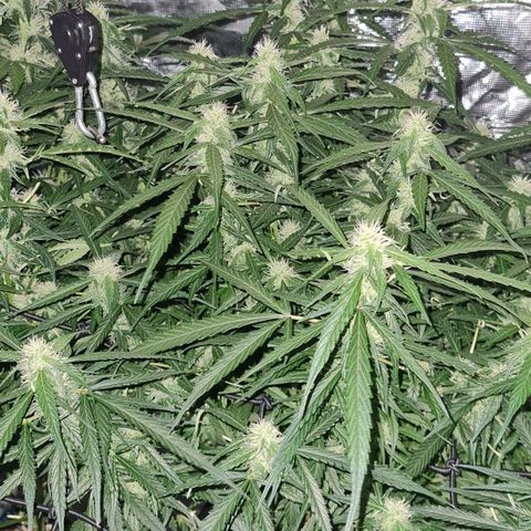 Big Bud Auto 1 growlog timeline photo