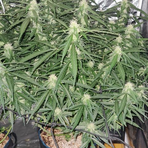 Big Bud Auto 1 growlog timeline photo