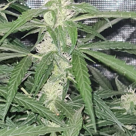 Big Bud Auto 1 growlog timeline photo