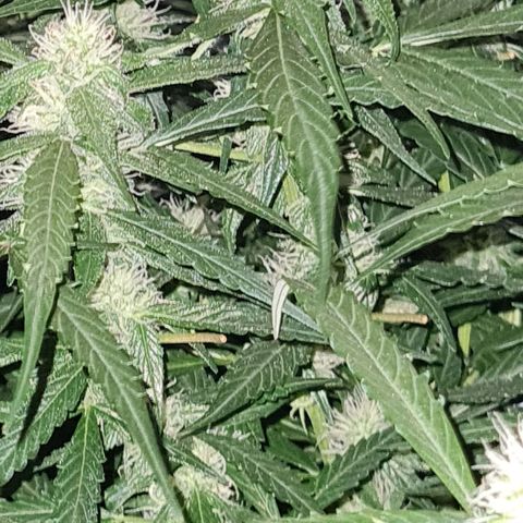 Big Bud Auto 1 growlog timeline photo