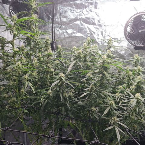 Big Bud Auto 1 growlog photo: Very hot day 33 outside, 29 inside tent. Plants drinking like crazy