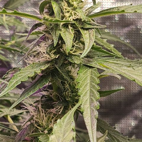 Big Bud Auto 1 growlog timeline photo