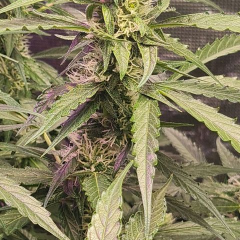 Big Bud Auto 1 growlog timeline photo