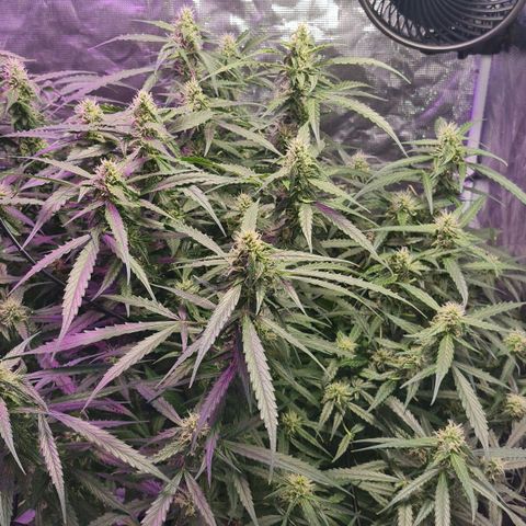 Big Bud Auto 1 growlog timeline photo