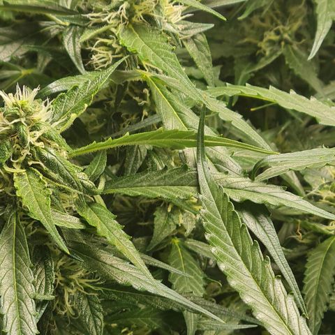 Big Bud Auto 1 growlog timeline photo