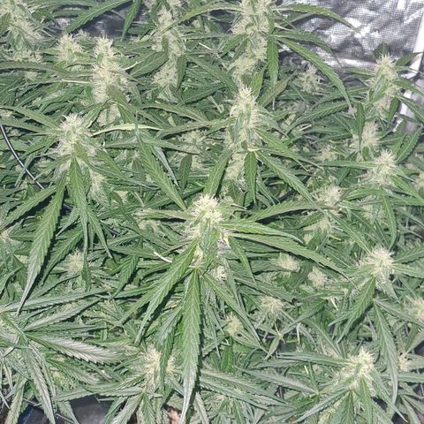 Big Bud Auto 1 growlog timeline photo