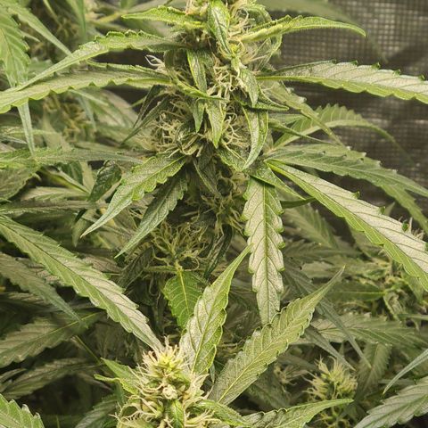 Big Bud Auto 1 growlog timeline photo