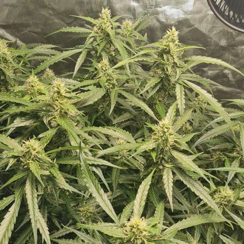 Big Bud Auto 1 growlog timeline photo