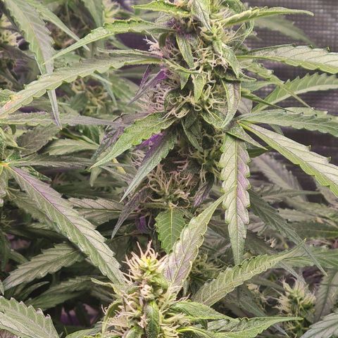 Big Bud Auto 1 growlog timeline photo