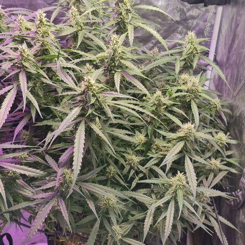 Big Bud Auto 1 growlog timeline photo