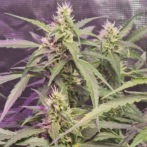 Big Bud Auto 1 growlog timeline photo